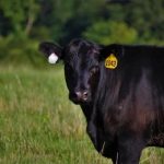 Cow dies after eating explosive substance, news from Kangra, Himachal Pradesh