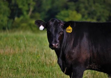 Cow dies after eating explosive substance, news from Kangra, Himachal Pradesh