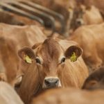 A truck full of animals was caught in the market, youth were beaten up when the truck was stopped.