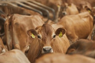 A truck full of animals was caught in the market, youth were beaten up when the truck was stopped.