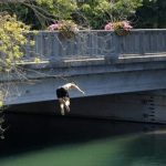 Chamba: Frustrated with life, a young man jumped from a bridge; police engaged in search.