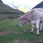 17 teachers and a B.Ed student fell ill after drinking cow's milk. The cow was bitten by a mad dog a few days ago.