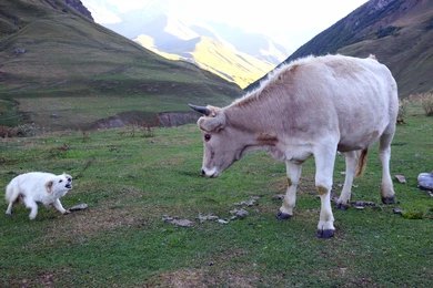 17 teachers and a B.Ed student fell ill after drinking cow's milk. The cow was bitten by a mad dog a few days ago.